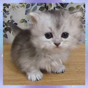 ミヌエット(短足)【千葉県・男の子・2025年2月19日・ブルースモーク（セミロング）】の写真「とっても可愛いお顔立ち✨レアカラーの極短足君😻」