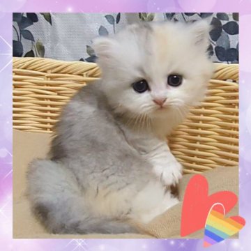 マンチカン(短足)【千葉県・女の子・2025年5月27日・シェーデッドトーティ&ホワイト（セミロング）】の写真「ハイレベルの抜群に可愛い極短足ちゃん💖」