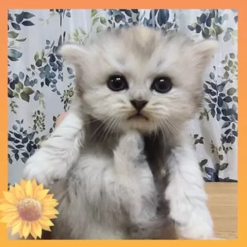 【ももぞうページ】ミニヒマワリとわんちゃん  藤の花と白ネコさん ふわふわかわいいモナちゃん🧸💓 お風呂に入った翌朝、 ふんわり