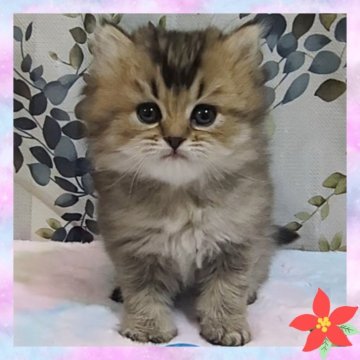 マンチカン(長足)【千葉県・女の子・2025年10月19日・ブラウンティックドタビー（セミロング）】の写真「まん丸なお顔のとってもチャーミングな女の子🩷」