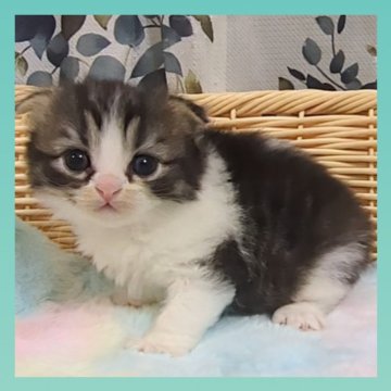 スコティッシュフォールド(折れ耳)【千葉県・男の子・2025年10月28日・ブラウンタビー&ホワイト（セミロング）】の写真「お目々ぱっちり😻八割れマフラー君」