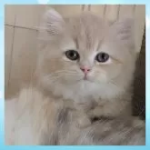 スコティッシュフォールド(立ち耳)