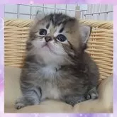 ミヌエット(短足)
