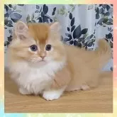 マンチカン(短足)