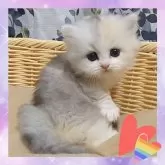 マンチカン(短足)