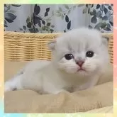 スコティッシュフォールド(立ち耳)