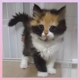 スコティッシュフォールド(立ち耳)【千葉県・女の子・2024年12月28日・キャリコ】の写真1