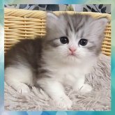チンチラ×サイベリアン