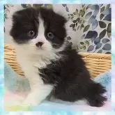 スコティッシュフォールド(折れ耳)