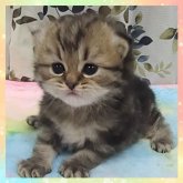 マンチカン(長足)