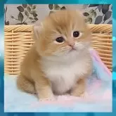 マンチカン(長足)