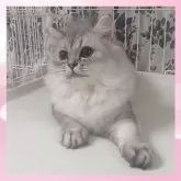 ブリティッシュ×ミックス(チンチラ×サイベリアン)【千葉県・女の子・2025年3月11日・ブルースモーク】の写真6