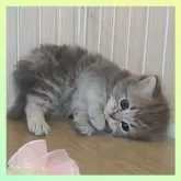 ミヌエット(長足)【千葉県・女の子・2025年5月17日・ブルークリーム】の写真8