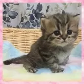 スコティッシュフォールド(立ち耳)【千葉県・女の子・2025年11月24日・ブラウン系】の写真5