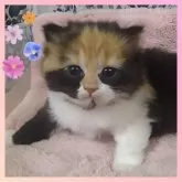 スコティッシュフォールド(立ち耳)【千葉県・女の子・2024年12月28日・キャリコ】の写真6