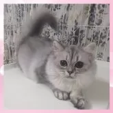 ブリティッシュ×ミックス(チンチラ×サイベリアン)【千葉県・女の子・2025年3月11日・ブルースモーク】の写真3「毛吹が良くてモフモフちゃん😻」