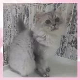 ブリティッシュ×ミックス(チンチラ×サイベリアン)【千葉県・女の子・2025年3月11日・ブルースモーク】の写真7