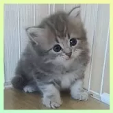 ミヌエット(長足)【千葉県・女の子・2025年5月17日・ブルークリーム】の写真9