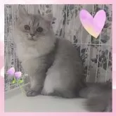 ブリティッシュ×ミックス(チンチラ×サイベリアン)【千葉県・女の子・2025年3月11日・ブルースモーク】の写真2「珍しい毛色のブルースモークが素敵✨」