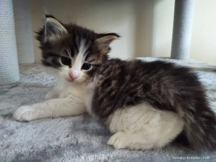 モカ 様のお迎えした子猫