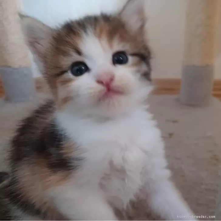 ID:2409-01963の子猫