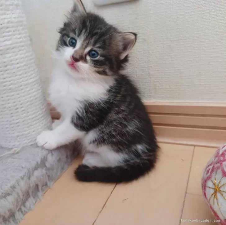 ID：2404-01377の子猫