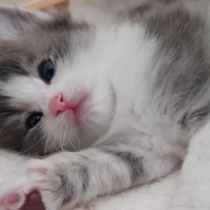 ID：2404-01386の子猫