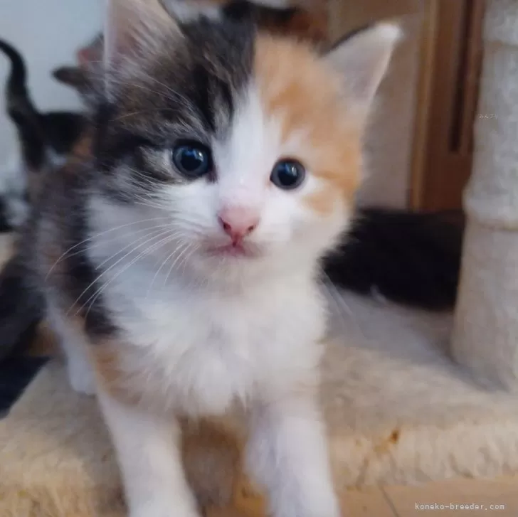 ID：2405-00082の子猫