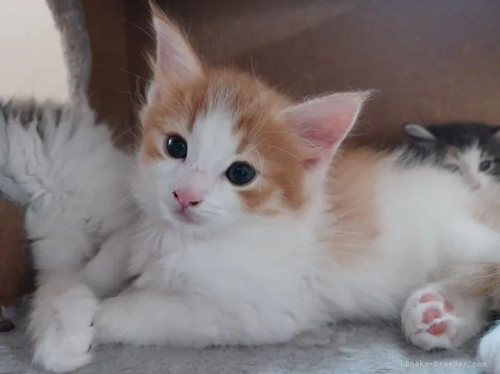ID:2205-00534の子猫