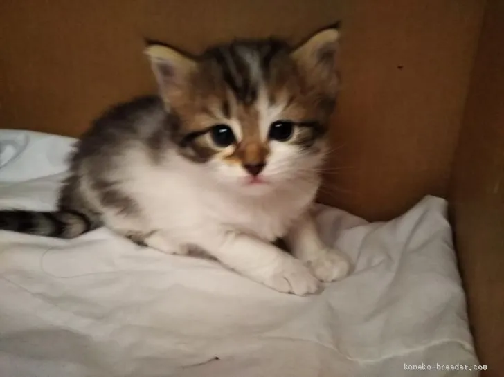 ID：2004-01631の子猫