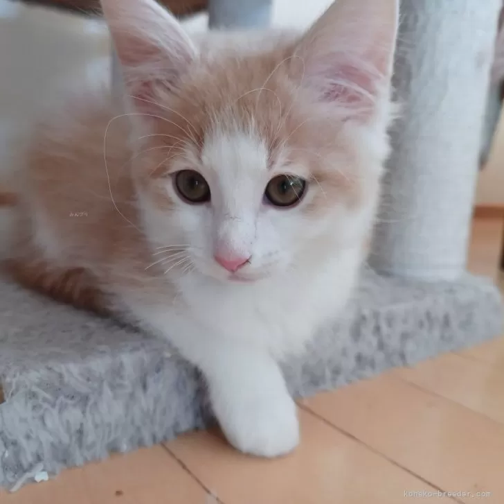 ID:2311-00558の子猫
