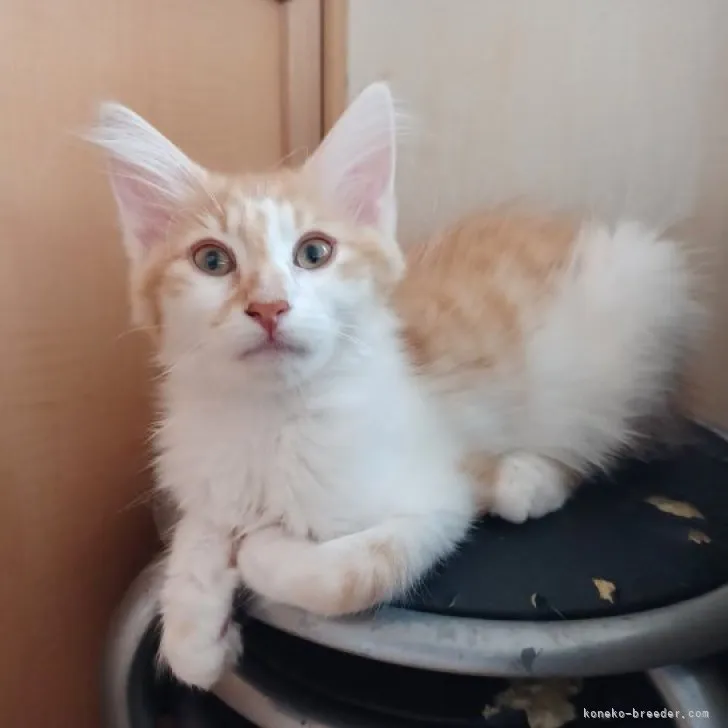ID:2306-02328の子猫