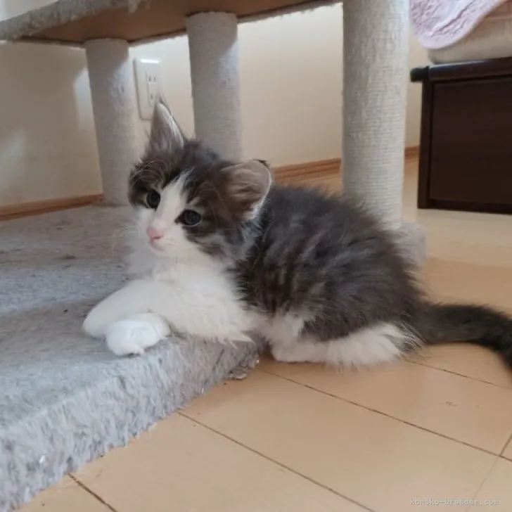ID:2305-00873の子猫