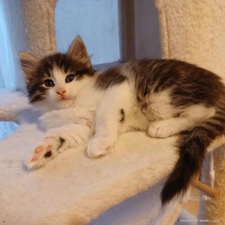 ID:2210-01387の子猫