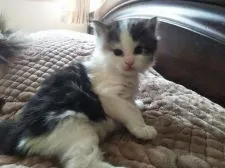 ノルウェージャンフォレストキャット【東京都・男の子・2020年2月22日・ブラウンタビー&ホワイト】の写真1「3月27日撮影」