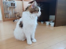 ノルウェージャンフォレストキャット【・女の子・2019年3月25日・キャリコ】「子猫たちと過ごす時間がいちばん幸せかも」