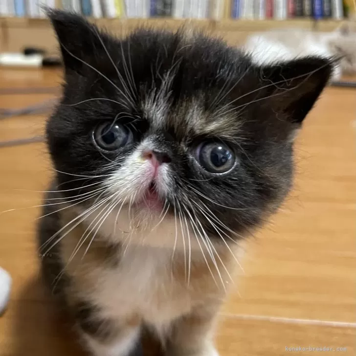 ID:2407-00876の子猫