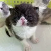 エキゾチックショートヘア【神奈川県・男の子・2023年11月9日・ブラック&ホワイト】の写真3