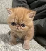 エキゾチックショートヘア【神奈川県・女の子・2025年2月27日・レッドタビー】の写真9