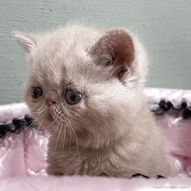 ID：2605-03083の子猫