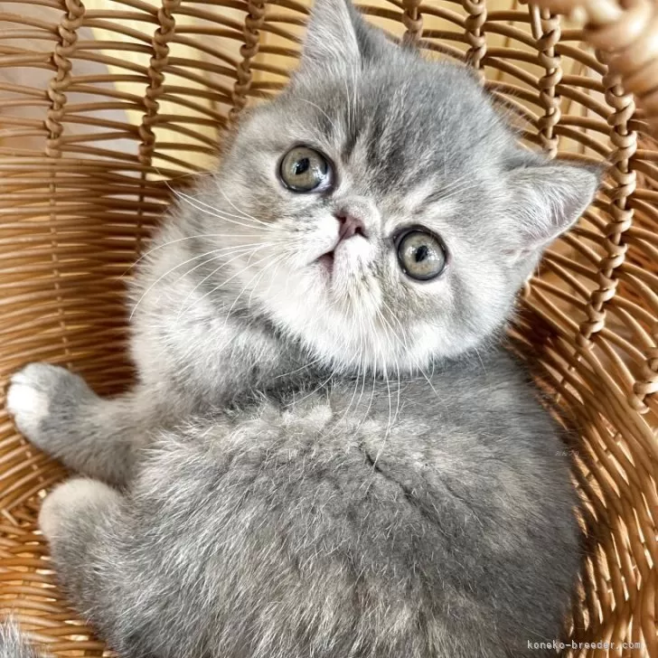 ID：2512-01553の子猫