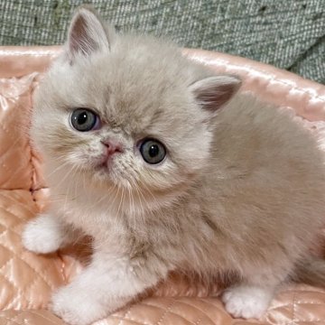 エキゾチックショートヘア【神奈川県・男の子・2025年3月15日・クリームホワイト】の写真「まん丸お顔とまん丸おメメ」