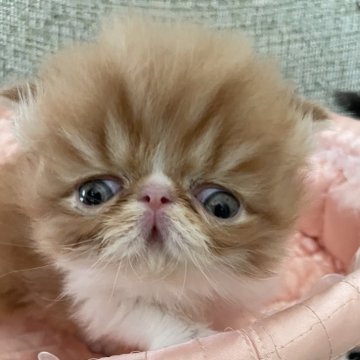 エキゾチックショートヘア【神奈川県・男の子・2025年3月9日・レッドタビーホワイト(ロング)】の写真「究極のタレ目」