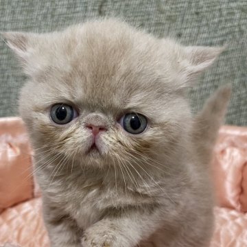 エキゾチックショートヘア【神奈川県・男の子・2025年3月1日・クリームタビー】の写真「女の子みたいな優しいお顔」