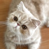 エキゾチックショートヘア