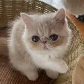 エキゾチックショートヘア