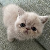 エキゾチックショートヘア