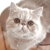 エキゾチックショートヘア