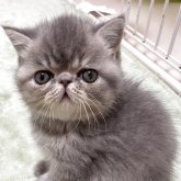 エキゾチックショートヘア