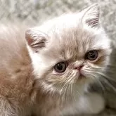 エキゾチックショートヘア